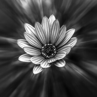 Black and White Art