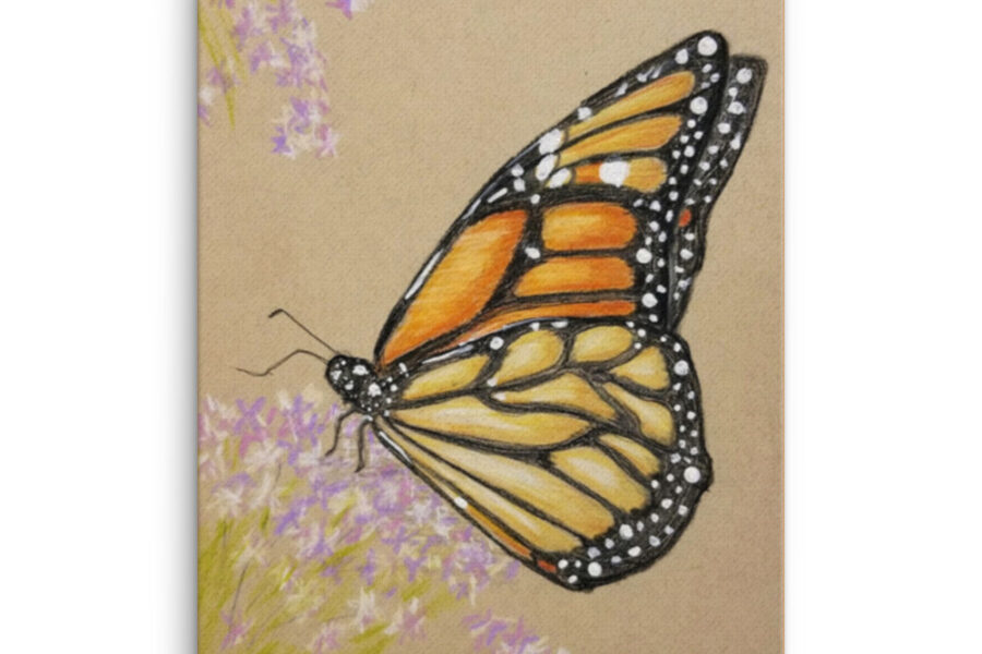 butterfly, monarch, flower, color pencil