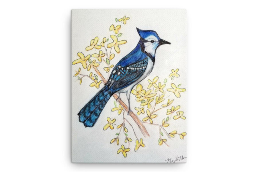 Blue Jan, Bluebird, blue bird, wildlife