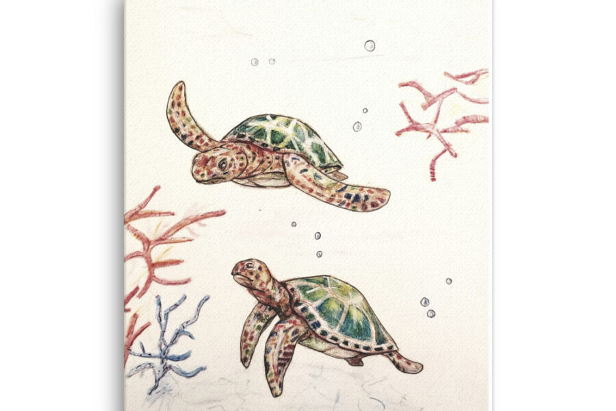 Sea, Turtles, Sea turtles, color pencils, sea, ocean