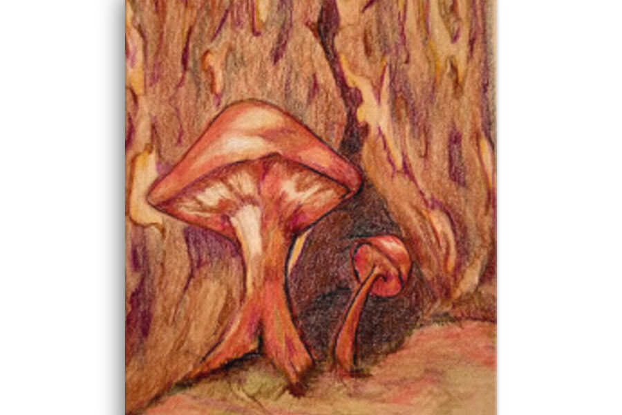 forest mushroom red and brown woods