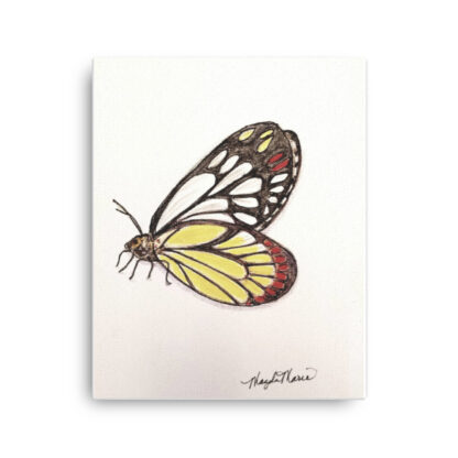 Jezebel Butterfly on Canvas