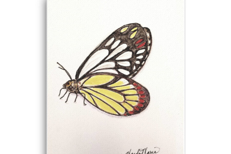 Jezebel, Jezebel Butterfly, yellow, white