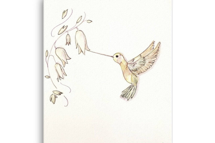 hummingbird feeding, hummingbird, color pencil