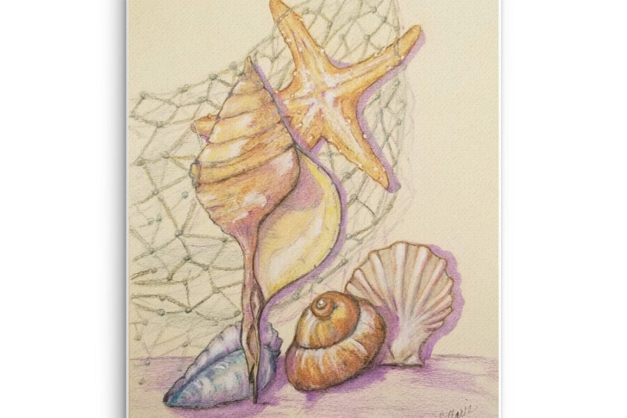  shells net coastal