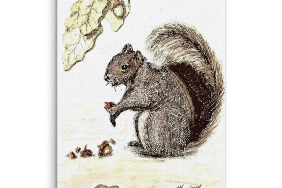 squirrel color pencil